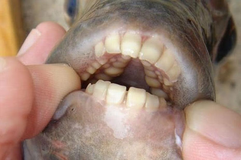 Peixe que come testículos – www.deubandeira.com.br pacu-deubandeira2