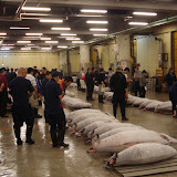 Tuna ready for auction at the Tsukiji fish market
