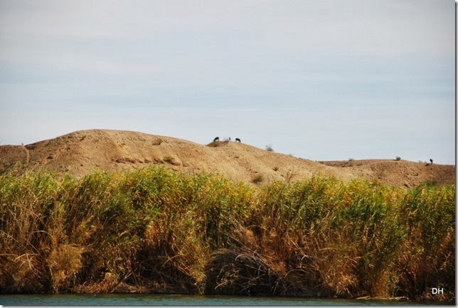 02-18-14 A CO River Tour Yuma to Draper (287) 02-18-14 A CO River Tour Yuma to Draper (287)