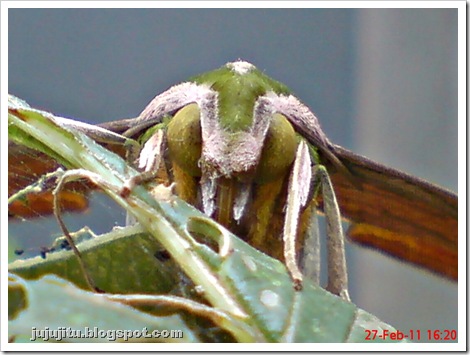 hawk moth_Pergesa acteus 7
