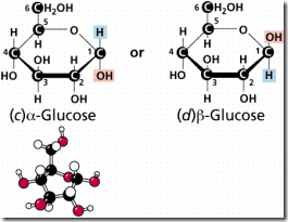 Model of Glucose Model of Glucose
