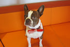 Otis the dog