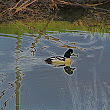 Double Duck