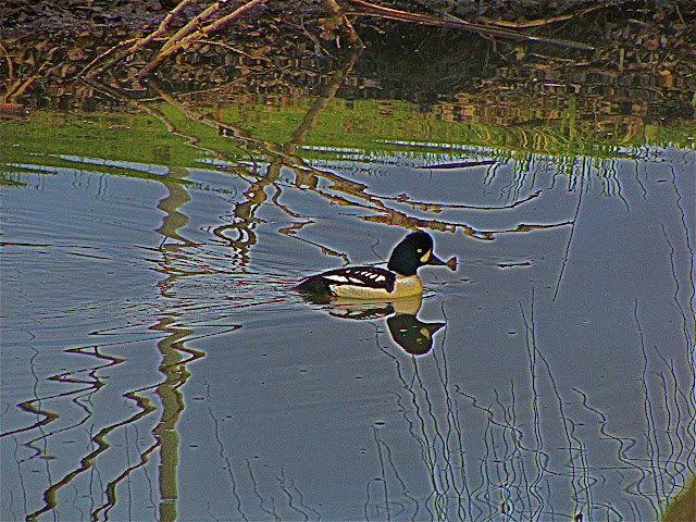 Double Duck