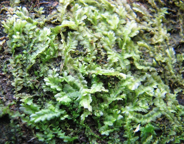 [20130305%2520Metre%2520Calypogeia%2520fissa%255B3%255D.jpg]