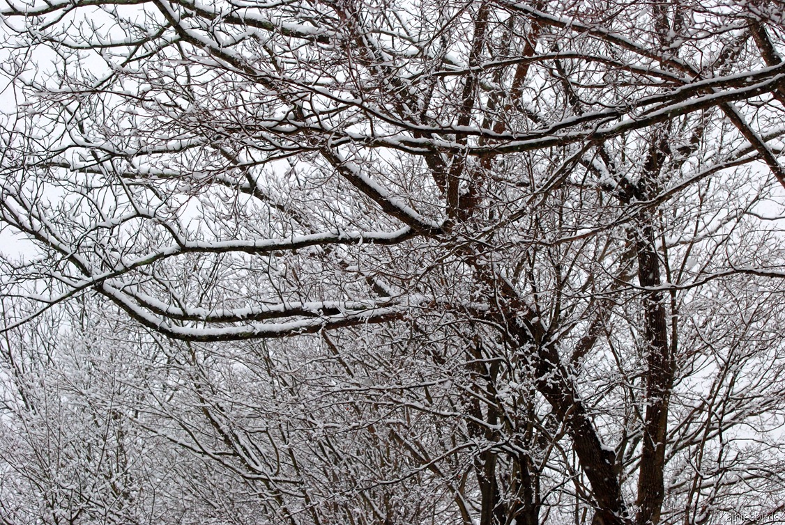 [6.%2520treetops-kab%255B4%255D.jpg]