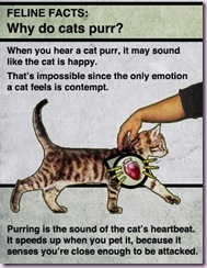 cats purr