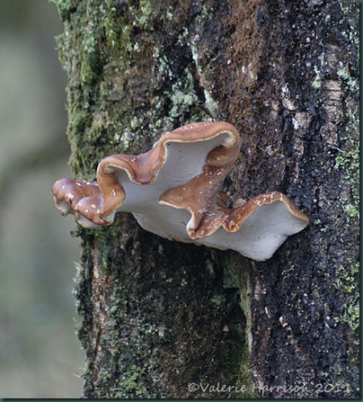 10-bracket-fungi