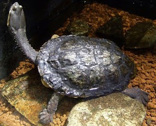 [4.ArgentineSnakeneckedTurtleHydromed.jpg]
