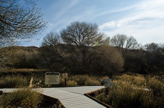 Big Morongo Canyon (1 of 63)