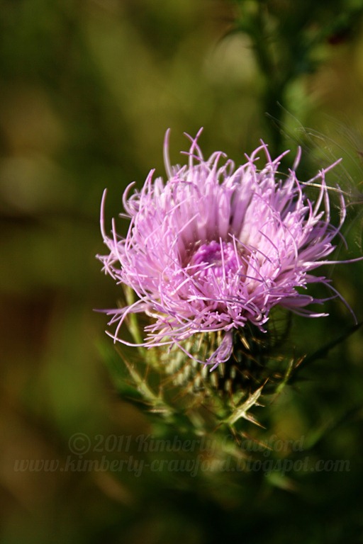 [Purple%2520Thistle%2520WM%255B4%255D.jpg]
