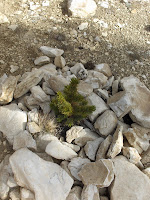 HPIM2421.JPG Photo
