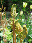 I'm not sure which fern this is, but its fuzzy emerging fronds really captivated me.