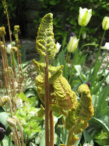 I'm not sure which fern this is, but its fuzzy emerging fronds really captivated me.
