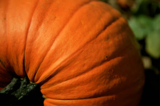 You can pick your own pumpkin at the Rutledge-Wilson farm! (Photo credit: Alex Crowder)