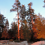Sol dourando as árvores - Sunset Point -  Sequoia e Kings Canyon NP, California. EUA