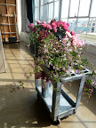 A cart holds roses, clematis, and jasmine. We moved it to the sun so the flowers would open up.
