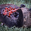 Tronco, hormigas y coccinellidae