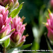 paintbrush_wildflower.jpg