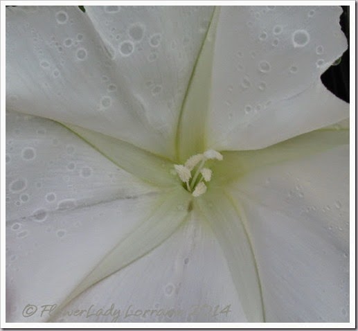 04-27-moonflower4