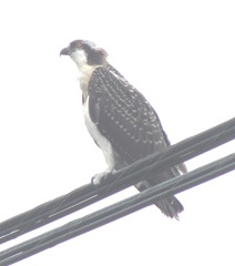 7.31.12 young osprey on wire eye view4