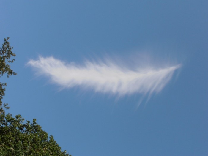 صور رائعة لغيوم تأخذ اشكالا مألوفة :   Feather%25255B3%25255D