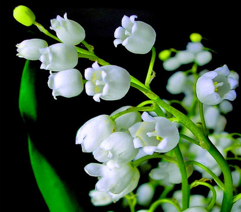 [barb-s-lily-of-the-valley%255B5%255D.jpg]