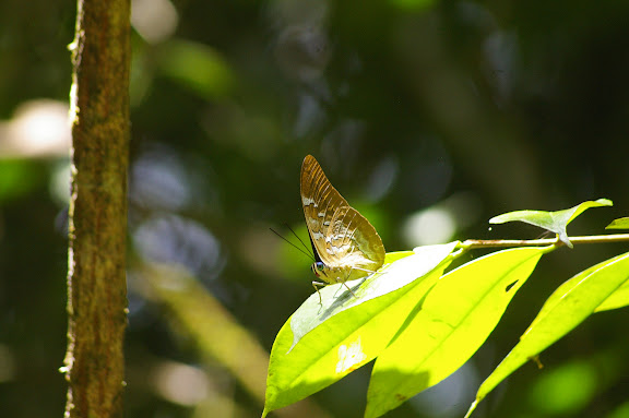 Prepona pheridamas pheridamas CRAMER, 1777, mâle. Près de Point chaud sur la Crique Nouvelle France. Saül (Guyane), 1er décembre 2011. Photo : J.-M. Gayman