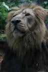 Regal
