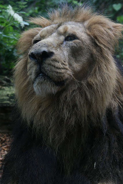 Regal