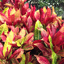 Croton