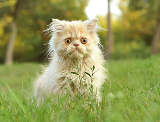 [animals-worried-face-15%255B2%255D.jpg]