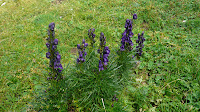 P1110887.JPG