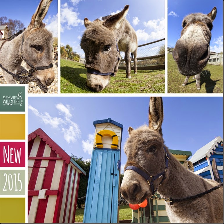 New 2015 Dinky Donks (2) New 2015 Dinky Donks (2)
