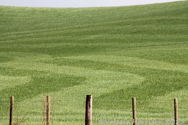 [24-grass%255B2%255D.jpg]