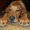 HoundDogEli12-12.JPG