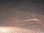 Halcampoides Purpurea: caught in the water movement this Halcampoides Purpurea bends over inside the cave