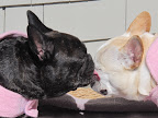 Even though there were Frenchies in Maryland who looked just like you, I really missed my dear Sharkey.