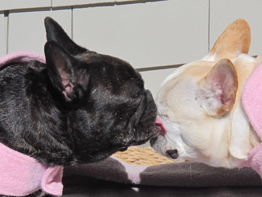Even though there were Frenchies in Maryland who looked just like you, I really missed my dear Sharkey.