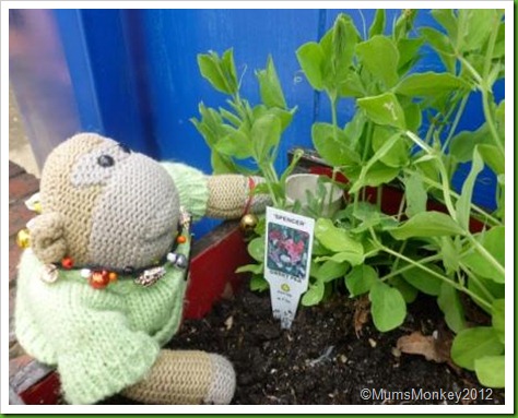 planting sweet peas