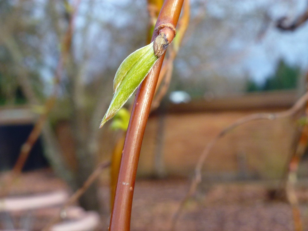 [new%2520leaf%255B4%255D.jpg]