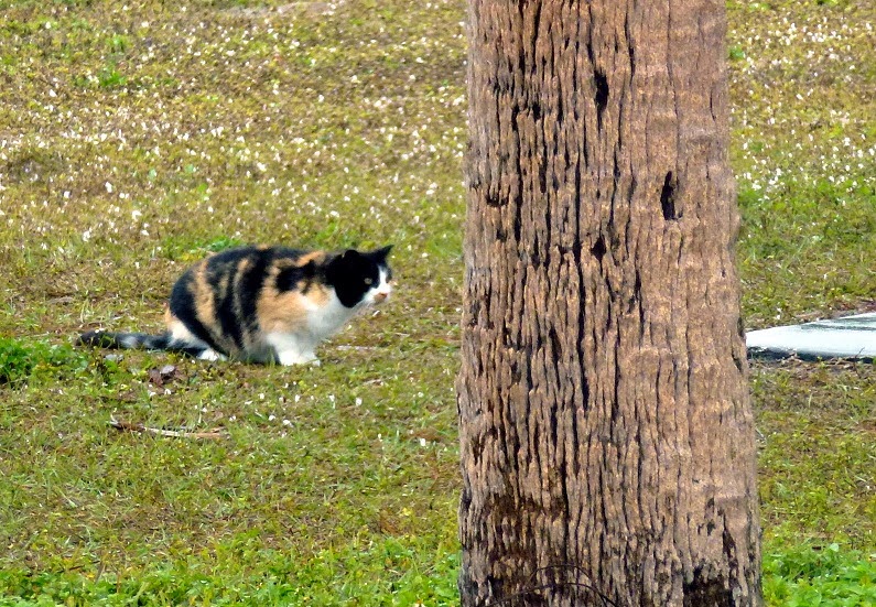[02a---Stalking-Cat4.jpg]