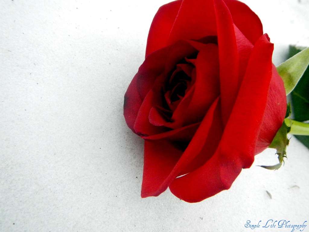 [Rose%2520in%2520The%2520Snow%255B4%255D.jpg]