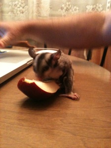 Mojo eating an Apple after coming home from an quick escape