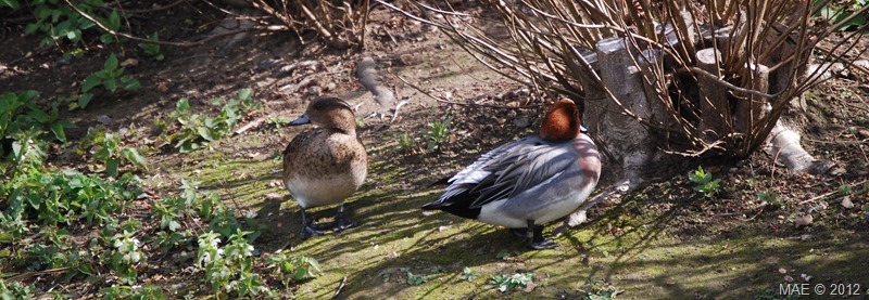 2012-04-15 London Wetland Centre 009