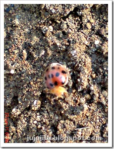 Kumbang Koksi ‘Twentyeight-spotted Potato Ladybird’ (Henosepilachna vigintioctopunctata) 04