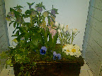 Corinne thought this little window box of flowers was pretty sweet.