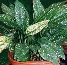 [dracaena_godseffiana2%255B4%255D.jpg]