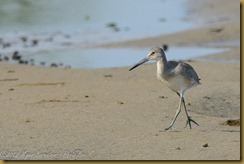 "Tip-toe through the sand"