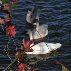 Thanksgiving Photos - 2005